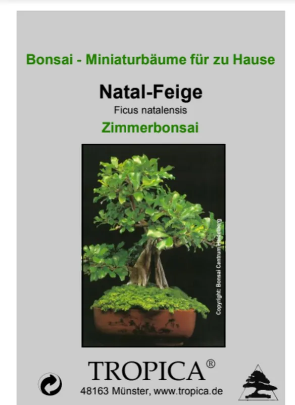 TROPICA Vijgenboom - Kamer Bonsai, 20 Korrels | Erg populair