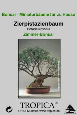 Gratis retourneren - TROPICA Mastiekboom - Kamer Bonsai, 25 Korrels