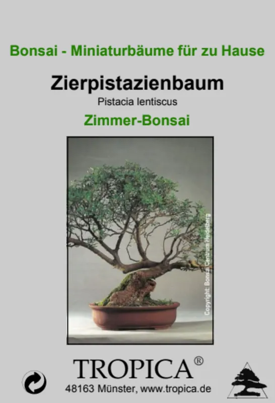 Gratis retourneren - TROPICA Mastiekboom - Kamer Bonsai, 25 Korrels