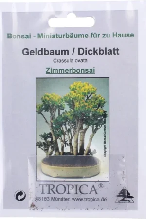 Voordelig - TROPICA Jadeplant, 100 Korrels