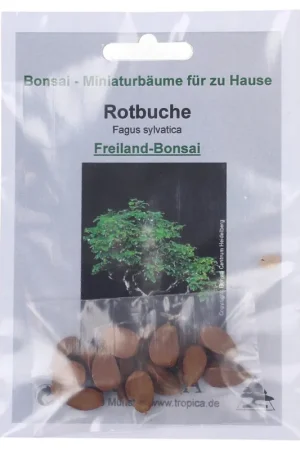 TROPICA Koperbeuk - Outdoor Bonsai, 10 Korrels | Klantfavoriet