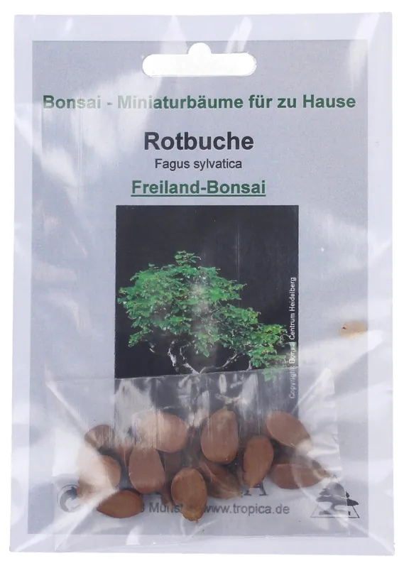 TROPICA Koperbeuk - Outdoor Bonsai, 10 Korrels | Klantfavoriet