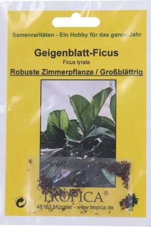 Aanbieding loopt bijna af - TROPICA Vioolbladplant, 100 Korrels