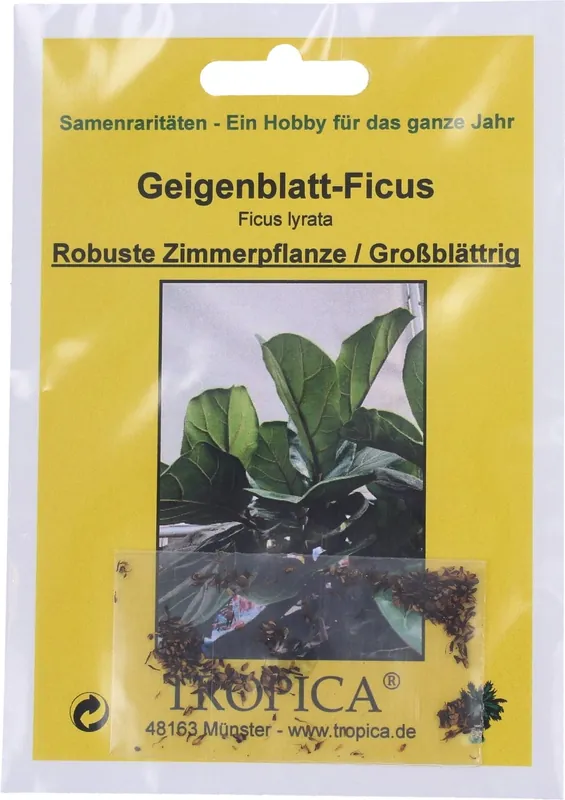 Aanbieding loopt bijna af - TROPICA Vioolbladplant, 100 Korrels