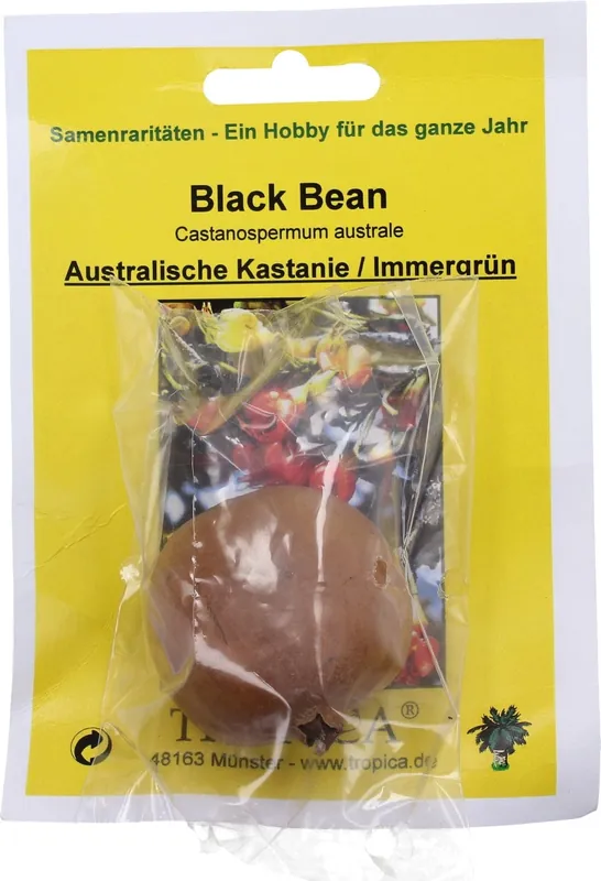 Net binnen | TROPICA Australische Kastanje "Black Bean", 1 Korrel