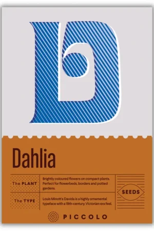 Piccolo Seeds D - Dahlia - Mignon - Populair