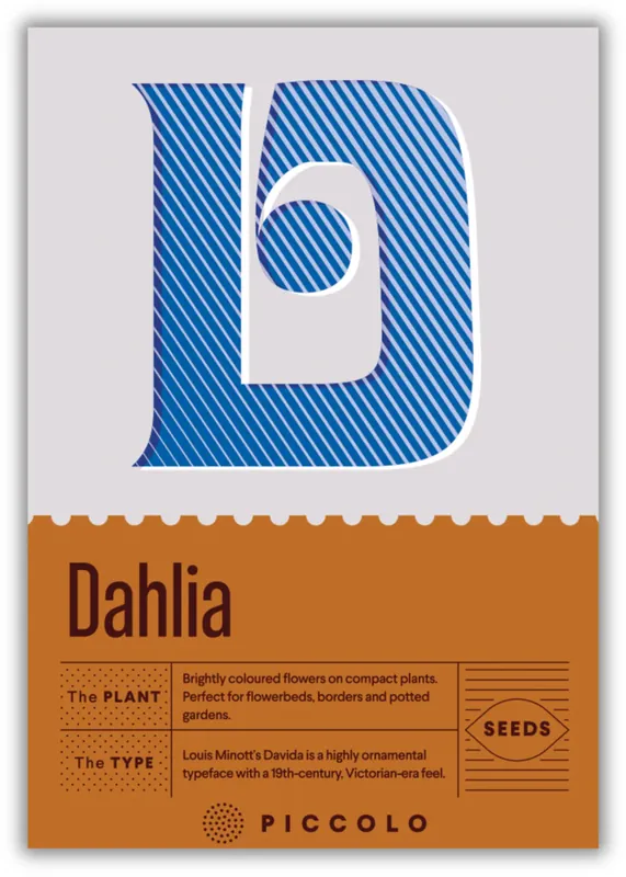Piccolo Seeds D - Dahlia - Mignon - Populair