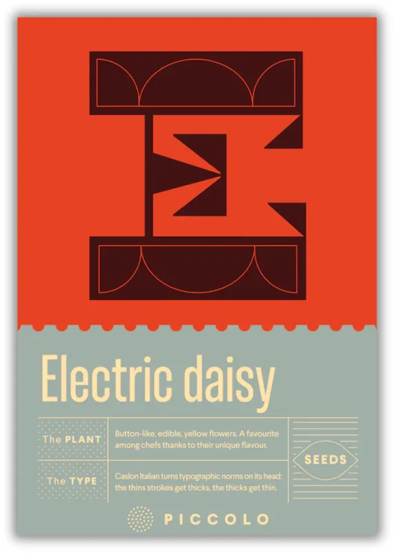 Piccolo Seeds E - Electric daisy - Champagneblad | Nieuw gelanceerd