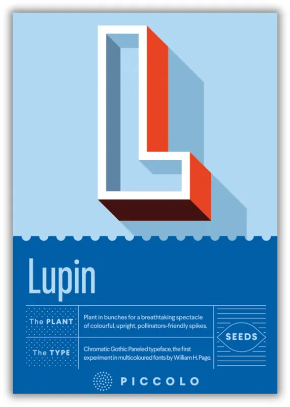 Prijsverlaging | Piccolo Seeds L - Lupine - Vaste lupine