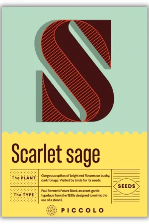 Koopje | Piccolo Seeds S - Scarlet sage - Salvia Coccinea
