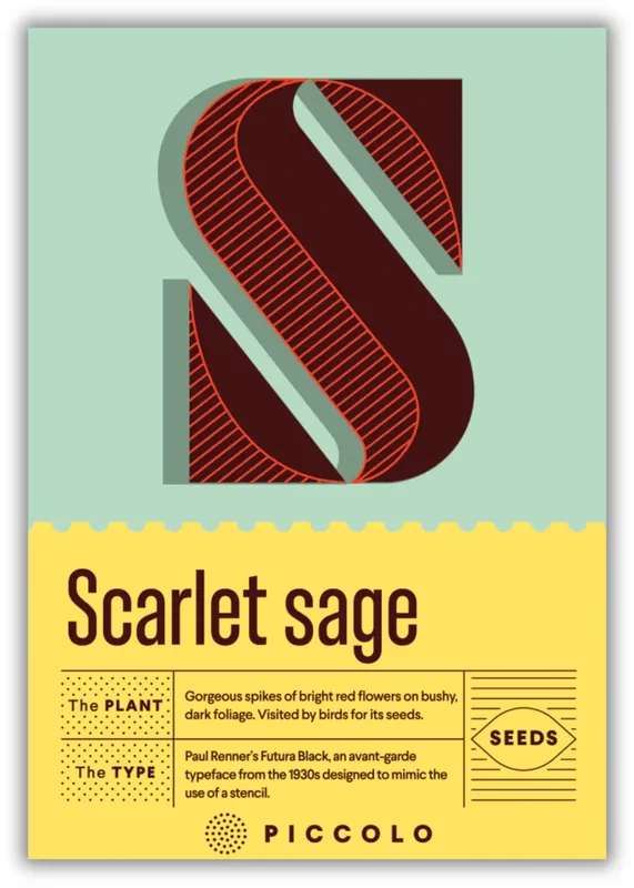 Koopje | Piccolo Seeds S - Scarlet sage - Salvia Coccinea