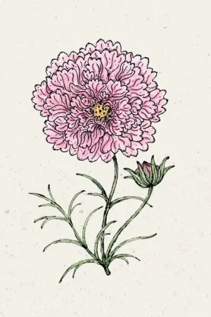 Nog maar enkele beschikbaar - Jora Dahl Cosmos "Double Click Rose Bonbon"
