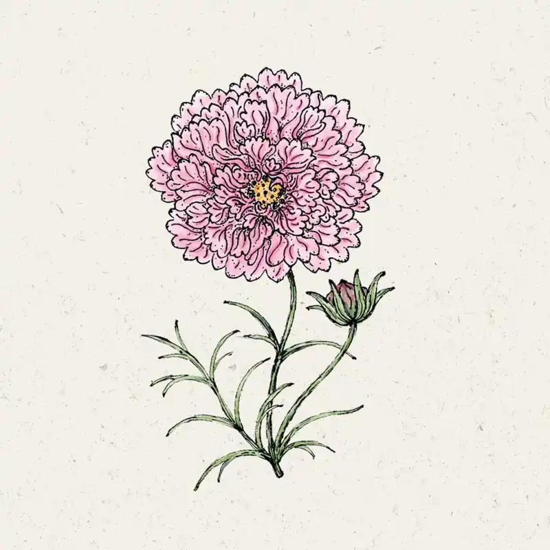 Nog maar enkele beschikbaar - Jora Dahl Cosmos "Double Click Rose Bonbon"