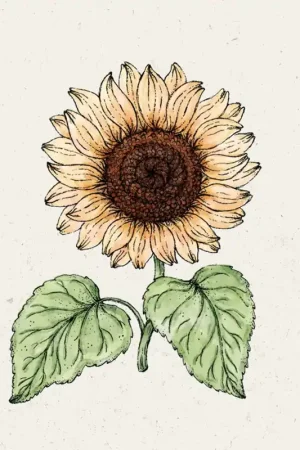 Scherpe prijs - Jora Dahl Zonnebloem "Pro Cut Peach"