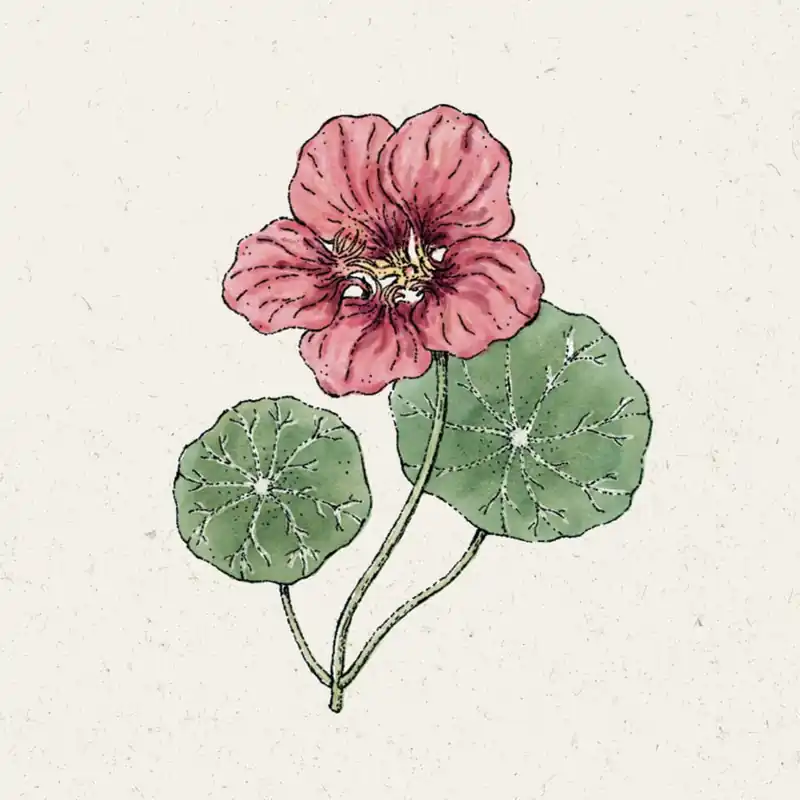 Tijdelijke actie | Jora Dahl Klimkers “Purple Emperor”