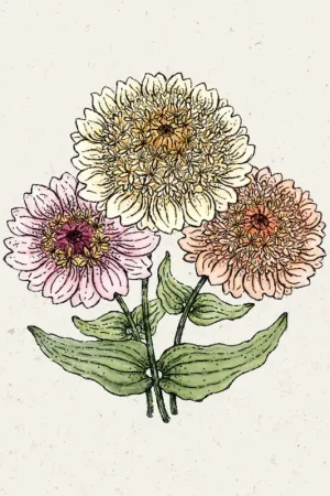 Sale - Jora Dahl Zinnia "Cresto! Peaches & Cream"