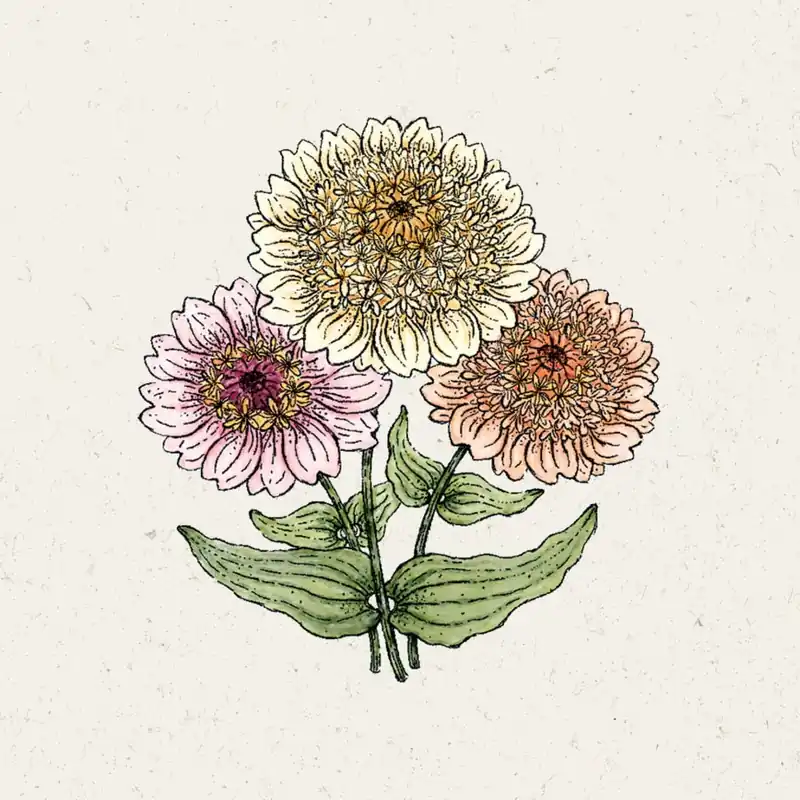 Sale - Jora Dahl Zinnia "Cresto! Peaches & Cream"