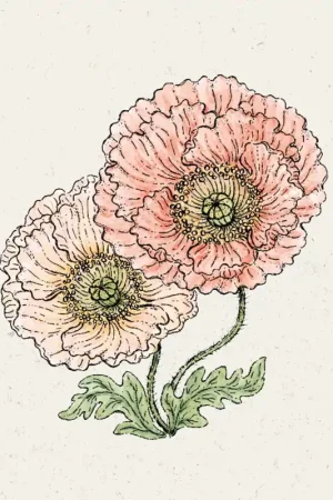 Jora Dahl IJslandse Klaproos "Colibri Rosa Chiaro Pastello" - Makkelijk bestellen