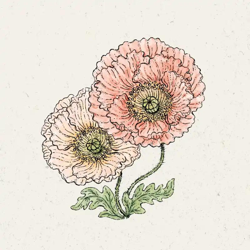 Jora Dahl IJslandse Klaproos "Colibri Rosa Chiaro Pastello" - Makkelijk bestellen