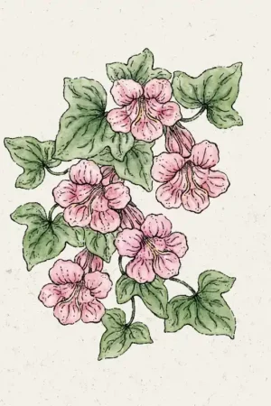 Rechtstreeks uit de fabriek - Jora Dahl Maurandya Scandens “Mystic Rose”