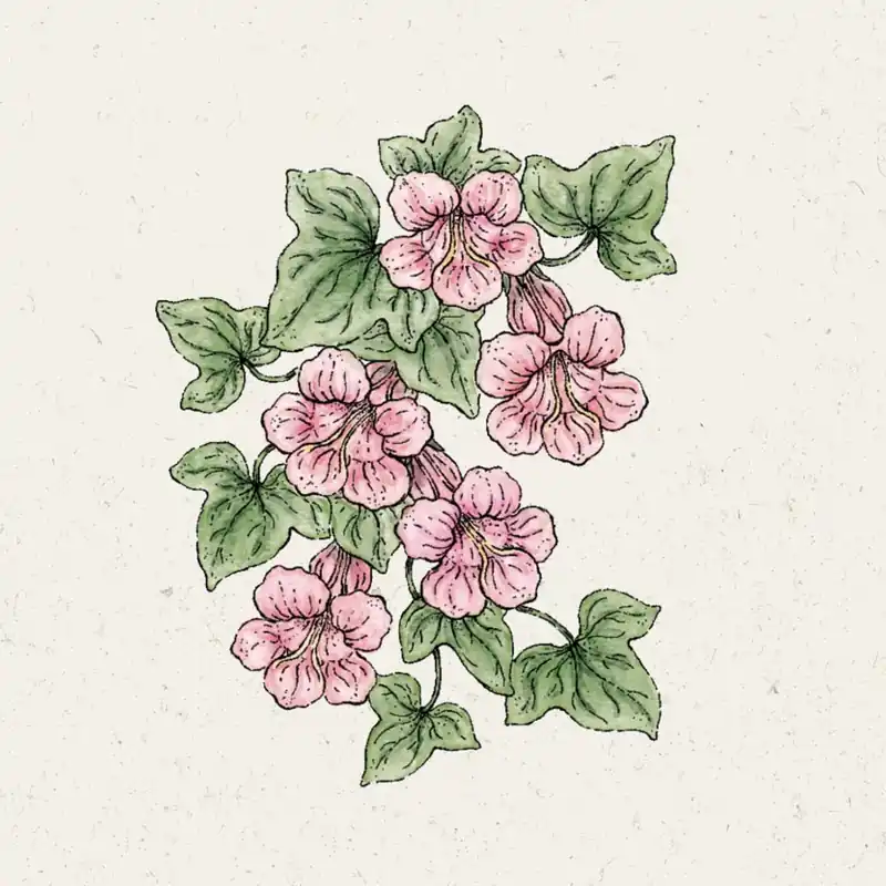Rechtstreeks uit de fabriek - Jora Dahl Maurandya Scandens “Mystic Rose”