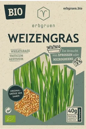 Klantfavoriet | erbgruen Tarwegras - BIOLOGISCHE Microgroenten/Kiemzaden