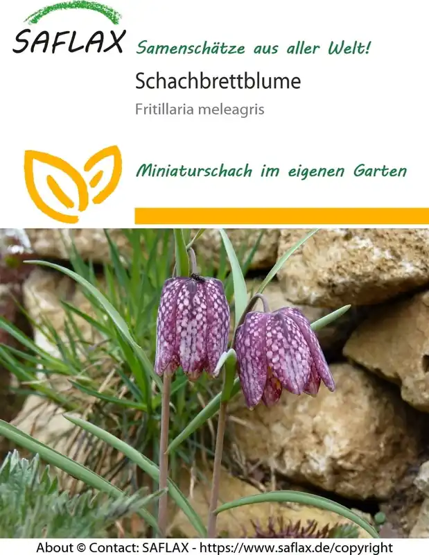 Saflax Wilde Kievitsbloem - Nog enkele stuks