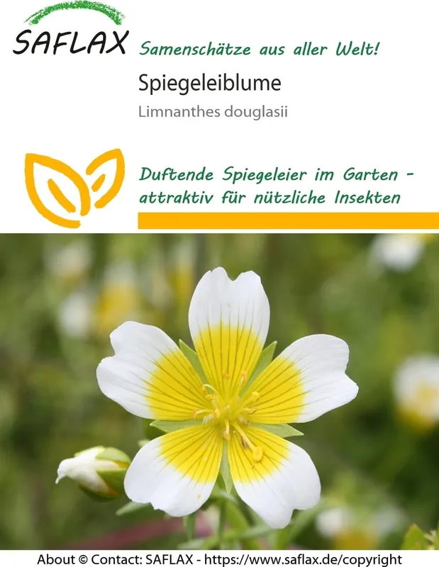 Voordeelprijs | Saflax Limnanthes Douglasii