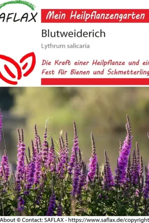 Beste prijs | Saflax Grote Kattenstaart