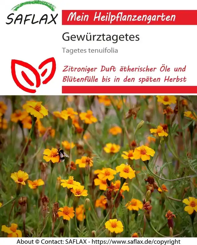Saflax Sterafrikaantje - Nieuw product