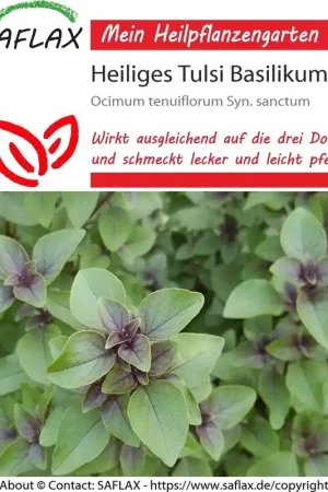 Bestel vandaag - Saflax Heiliges Tulsi - Basilicum