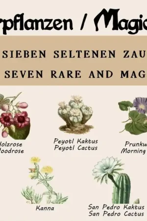 Direct beschikbaar | Saflax Zadenset "Toverplanten"