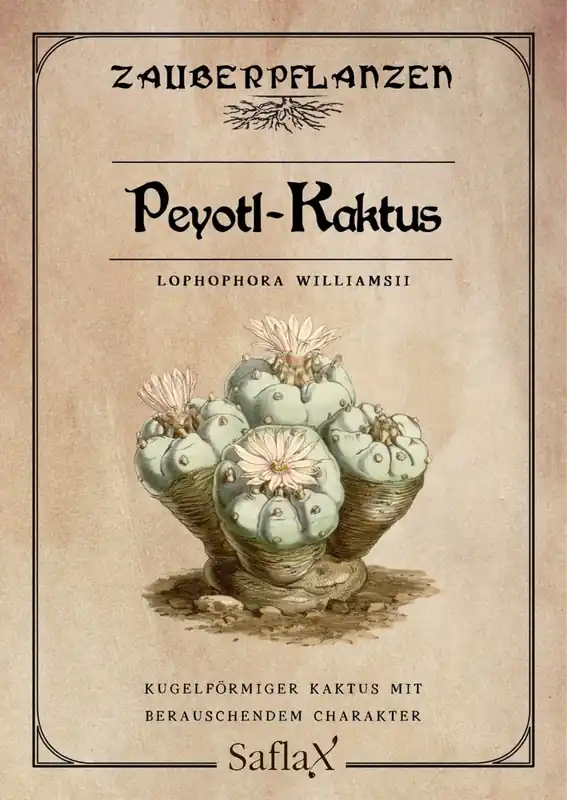 Populair bij klanten - Saflax Peyotl Cactus