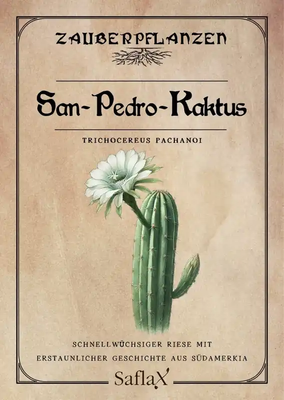 Sale - Saflax San Pedro - Cactus