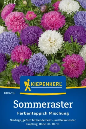 Direct kopen | Kiepenkerl Zomeraster "Farbenteppich" Mix