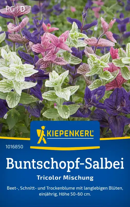 Laatste stuks | Kiepenkerl Salvia Viridis - Driekleurige Mix