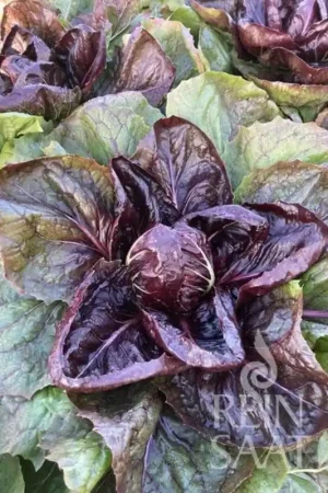 Prijs verlaagd - ReinSaat Witlofsalade "Grumolo rosso"