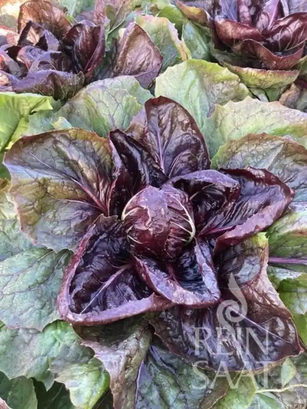 Prijs verlaagd - ReinSaat Witlofsalade "Grumolo rosso"