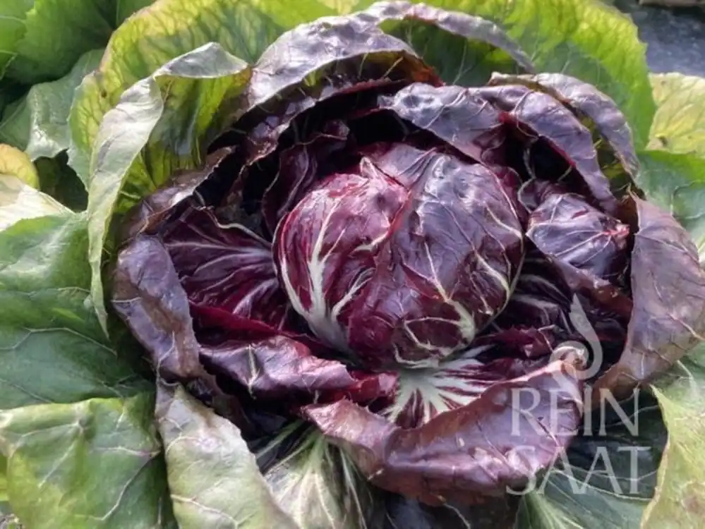ReinSaat Radicchio "Rossa di Chioggia/Etna" | Actie