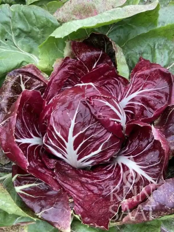 ReinSaat Radicchio "Rossa di Verona/Romeo" - Nieuw