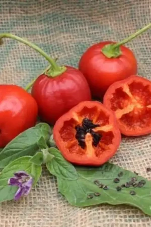 ReinSaat Boom-Chili "Rocoto Rood" | Online bestellen