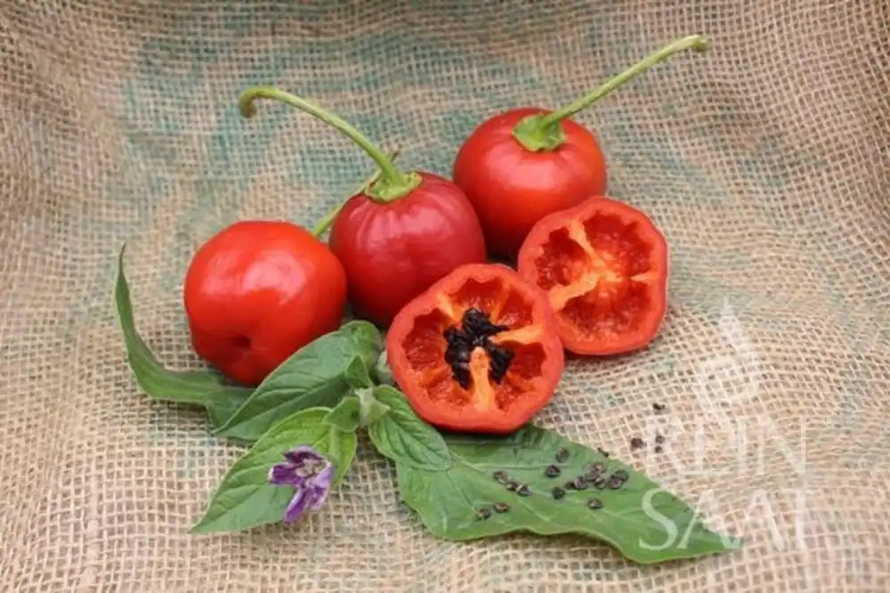 ReinSaat Boom-Chili "Rocoto Rood" | Online bestellen