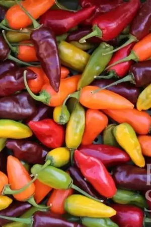ReinSaat Chili Mix Hot | Hoog gewaardeerd