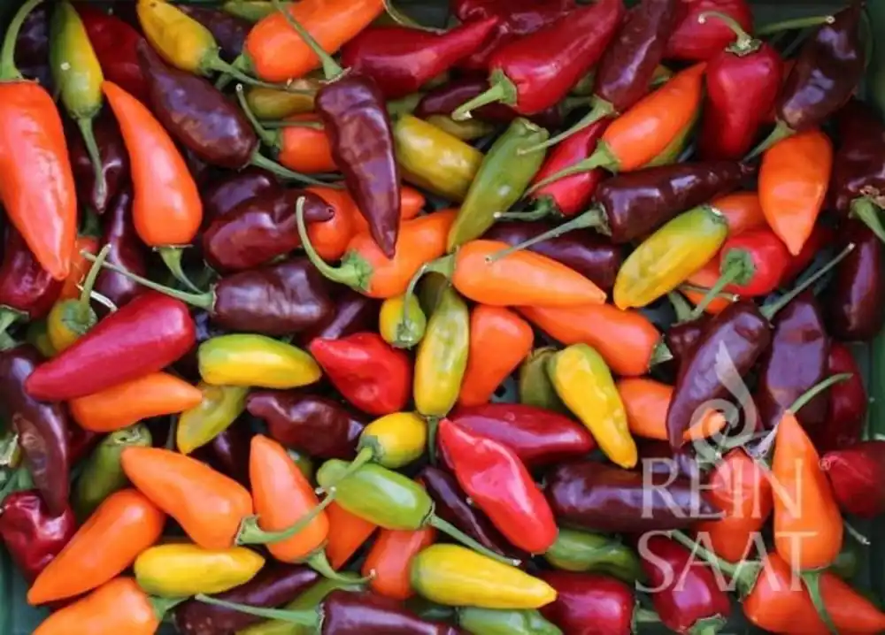 ReinSaat Chili Mix Hot | Hoog gewaardeerd