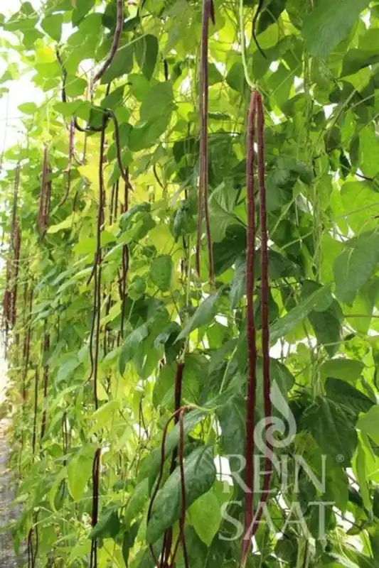 ReinSaat Cowpea | Flitsaanbieding