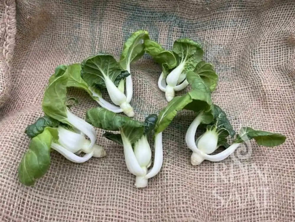 ReinSaat Mini Paksoi | Speciale deal