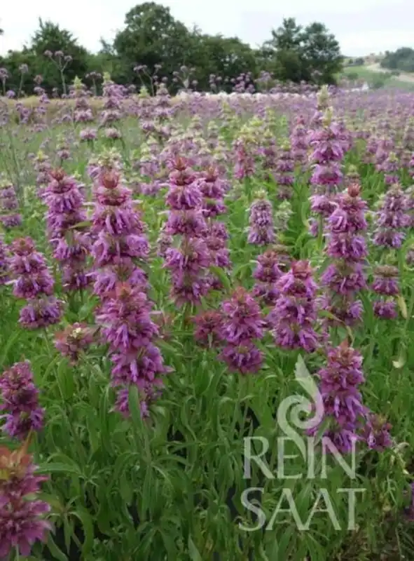 ReinSaat Monarda citriodora | Nu beschikbaar