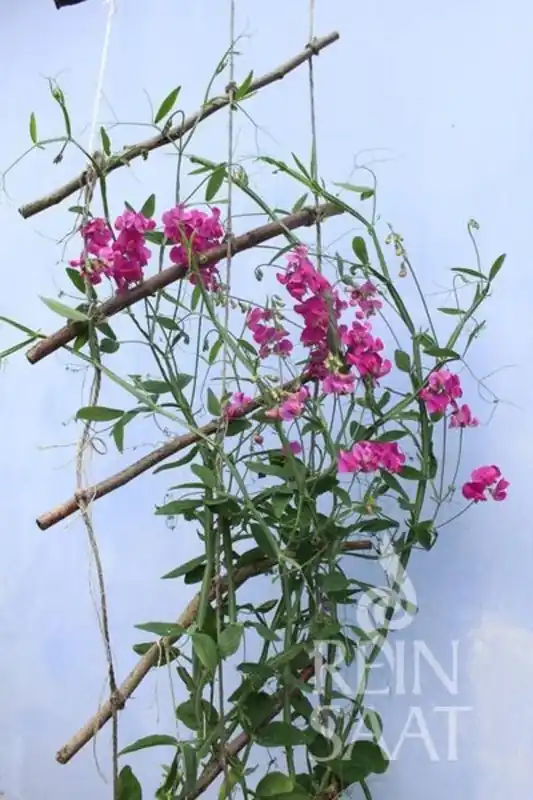 ReinSaat Brede lathyrus - Nieuw gelanceerd