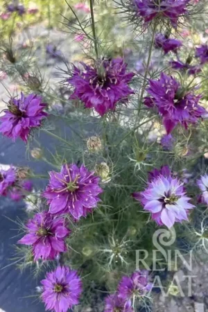 Rechtstreeks van de fabrikant | ReinSaat Juffertje-in-het-groen (Nigella) - Mulberry Rose