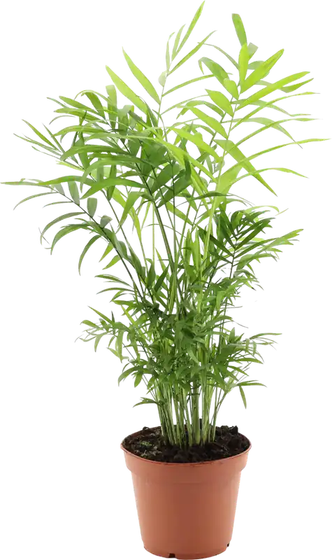 bloomling Bergpalm, Hoogte ca. 55 cm | Premium